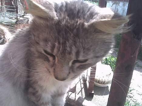 Maine Coon mickey billede 6