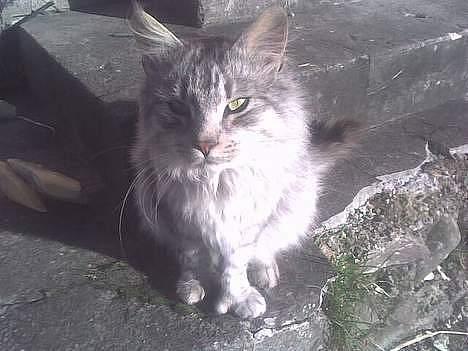 Maine Coon mickey billede 7
