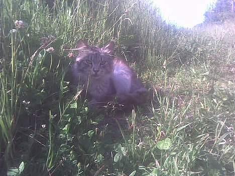 Maine Coon mickey billede 8