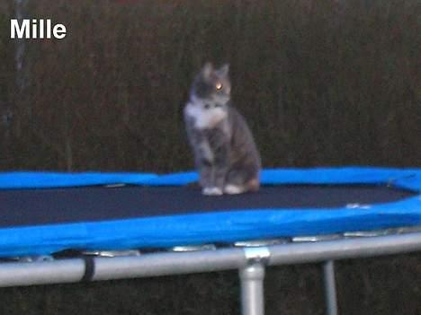 Huskat Mille <3 - Nogle som vil hoppe på trapolinen? billede 14