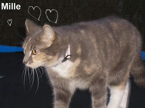 Huskat Mille <3 - Øver mig i at løbe stærkt! billede 15