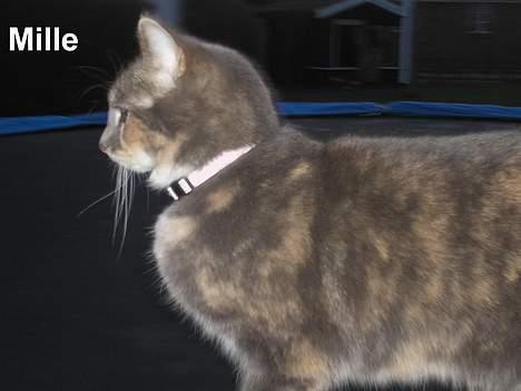 Huskat Mille <3 - Hmmn... hvordan hopper man overhodet højere? billede 16