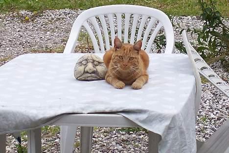 Blanding af racer Mini-Max - ser jeg dum eller ?? billede 3