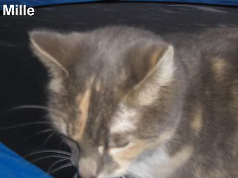 Huskat Mille <3 - Er der nogen under trampolinen? billede 17