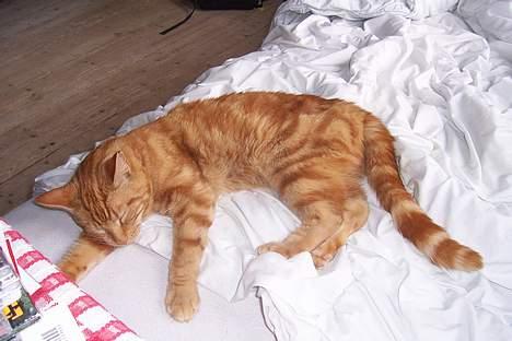 Blanding af racer Mini-Max billede 4