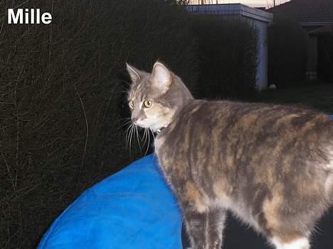 Huskat Mille <3 - Jeg tror jeg hopper lidt mere. billede 18