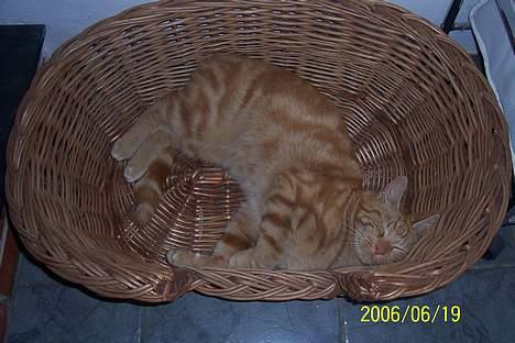 Blanding af racer Mini-Max - man ligger sku godt  billede 5