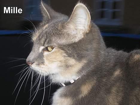 Huskat Mille <3 - Ja jeg ser godt ud! billede 19