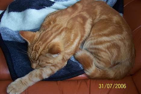 Blanding af racer Mini-Max billede 6