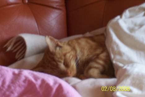 Blanding af racer Mini-Max - jeg elsker og ligge med dyne på billede 7