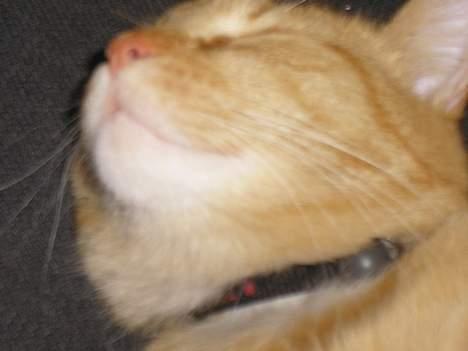 Maine Coon Mulle billede 2