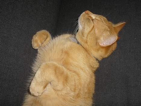 Maine Coon Mulle billede 3