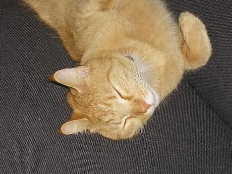 Maine Coon Mulle billede 4