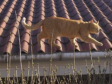 Maine Coon Mulle billede 5