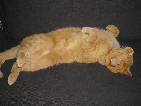 Maine Coon Mulle billede 6