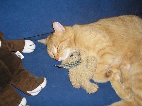 Maine Coon Mulle billede 7