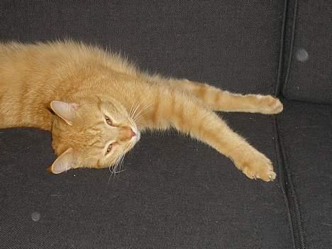 Maine Coon Mulle billede 8