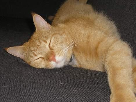 Maine Coon Mulle billede 9