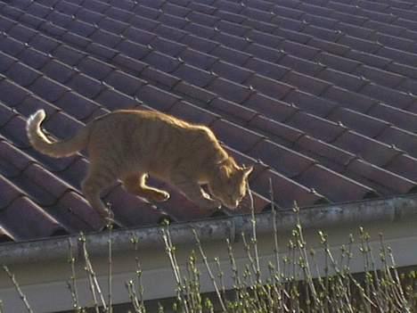 Maine Coon Mulle billede 10