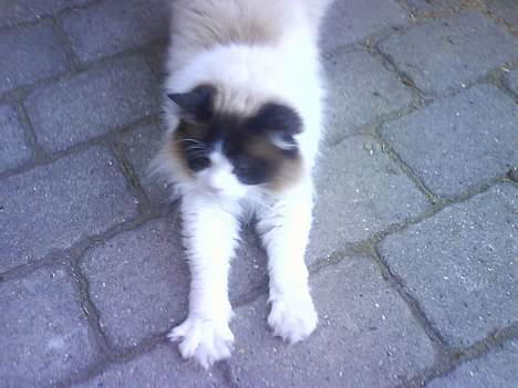 Ragdoll Mads  billede 16