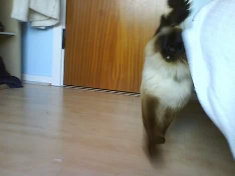 Ragdoll Mikkel - nus mig  billede 9