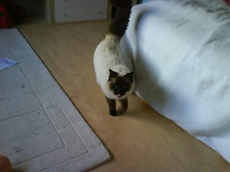 Ragdoll Mikkel billede 10