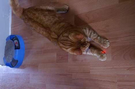 Huskat Robin - Jeg fanger den.. billede 6