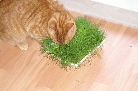 Huskat Robin - Dufter sørme godt! billede 7