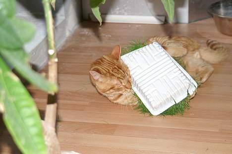 Huskat Robin - Hovsa... billede 8