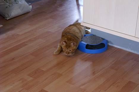 Huskat Robin - I kan ikke se mig! billede 9