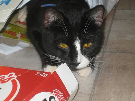 Huskat Garfild billede 11