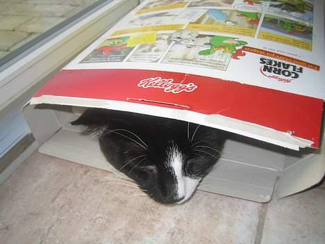 Huskat Garfild billede 12