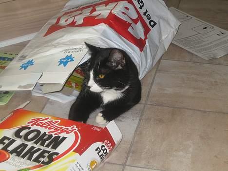 Huskat Garfild billede 13