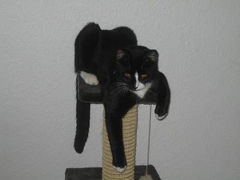 Huskat Garfild billede 14