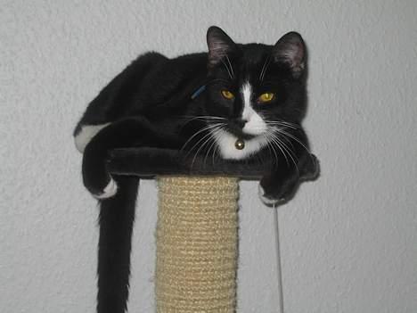 Huskat Garfild billede 15