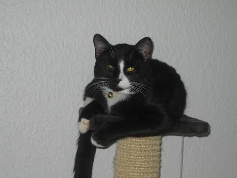 Huskat Garfild billede 16