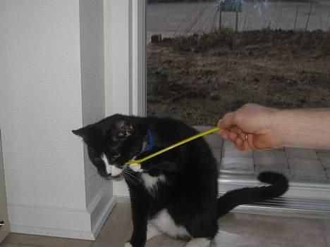 Huskat Garfild billede 17