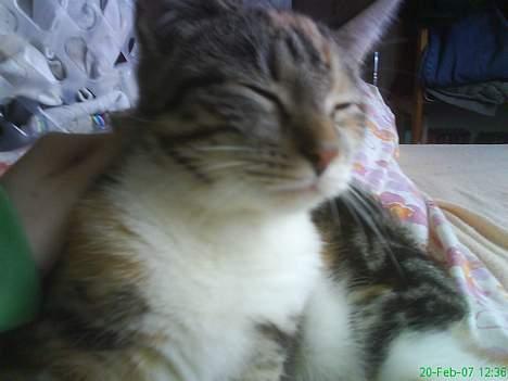 Huskat Perle billede 1