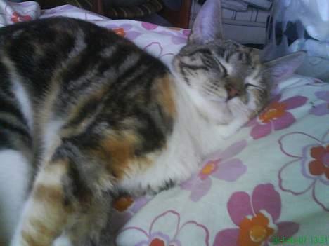 Huskat Perle billede 2