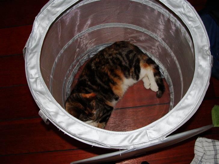 Huskat Perle billede 3