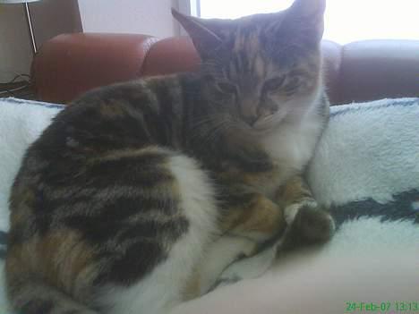 Huskat Perle billede 4