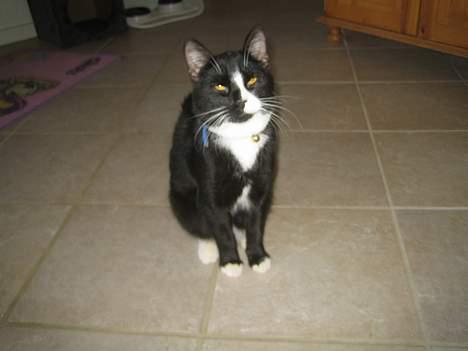 Huskat Garfild billede 18