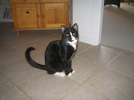 Huskat Garfild billede 19