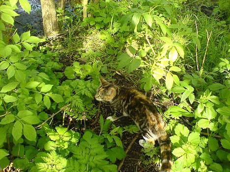 Huskat Perle billede 5