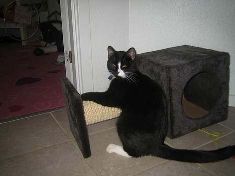 Huskat Garfild billede 20