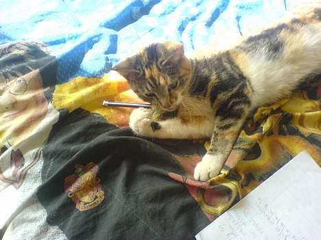 Huskat Perle billede 6