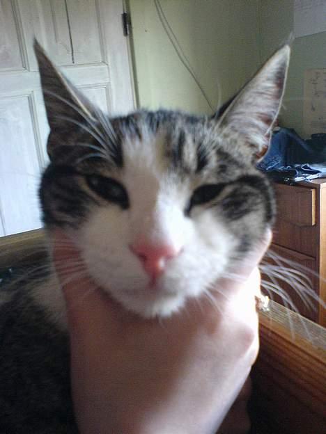 Huskat Manse (Død) :'( billede 7