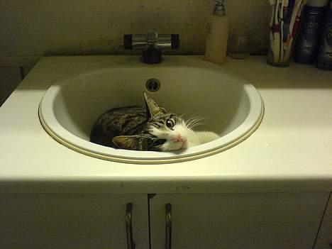 Huskat Manse (Død) :'( billede 8