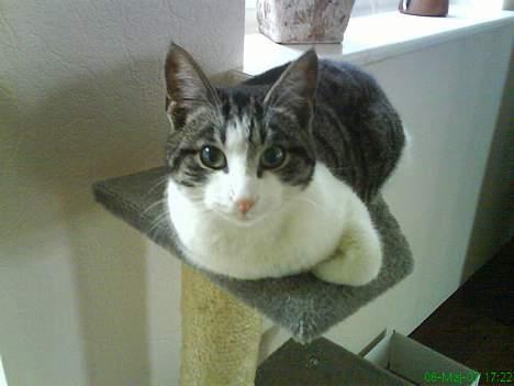 Huskat Manse (Død) :'( billede 9