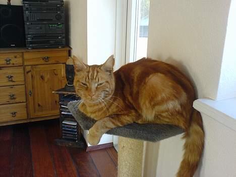 Blanding af racer Mini-Max billede 9